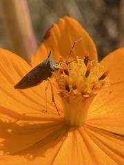 Proxys albopunctulatus