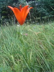 Lilium bulbiferum