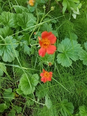 Geum coccineum