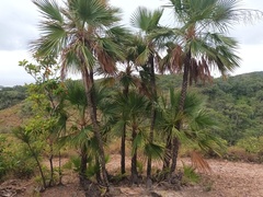 Acoelorraphe wrightii