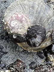 Nucella emarginata