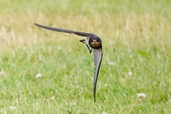 Hirundo rustica