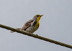Setophaga pityophila