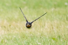 Hirundo rustica