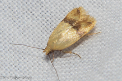 Odites kollarella