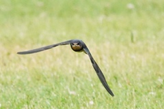 Hirundo rustica