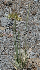 Trisetum glomeratum