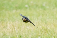 Hirundo rustica