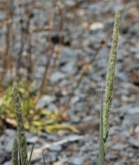 Trisetum glomeratum