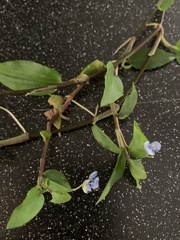 Angiospermae