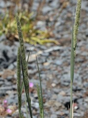 Trisetum glomeratum