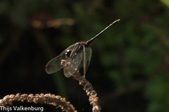 Diplacodes lefebvrii