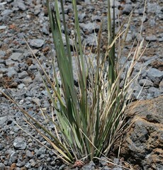 Trisetum glomeratum