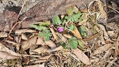Erodium malacoides