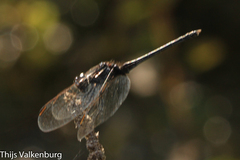 Diplacodes lefebvrii