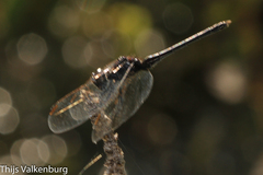 Diplacodes lefebvrii