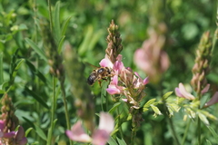 Melitturga clavicornis