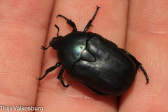 Protaetia opaca