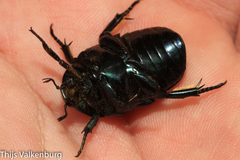 Protaetia opaca