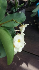 Rhynchium