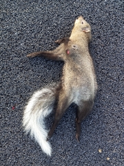 Ichneumia albicauda grandis