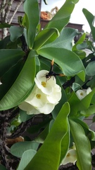Rhynchium