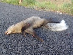 Ichneumia albicauda grandis