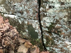 Micareopsis irriguata