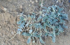 Hippocrepis carpetana
