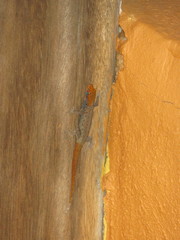 Gonatodes albogularis albogularis