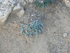 Hippocrepis carpetana