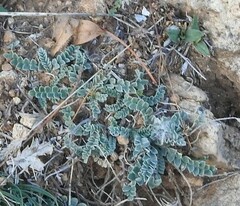 Hippocrepis carpetana