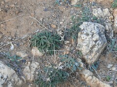 Hippocrepis carpetana