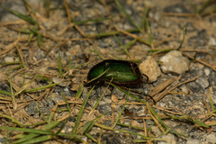 Anomala albopilosa