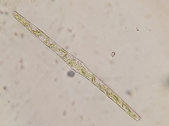 Pleurotaenium sceptrum