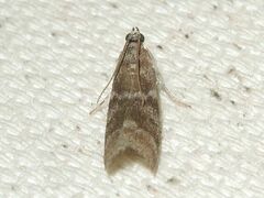 Actrix nyssaecolella