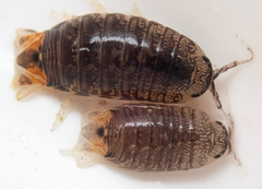 Cirolana harfordi