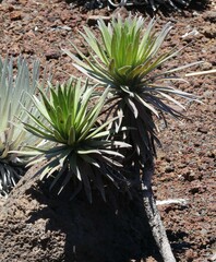 Argyroxiphium × Dubautia