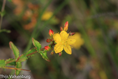 Hypericum undulatum
