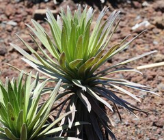 Argyroxiphium × Dubautia