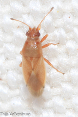 Cymus melanocephalus