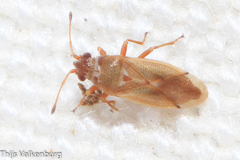 Cymus melanocephalus