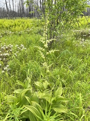 Veratrum grandiflorum