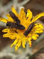 Acmaeoderella adspersula