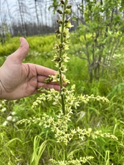 Veratrum grandiflorum