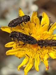 Acmaeoderella adspersula