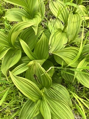 Veratrum grandiflorum