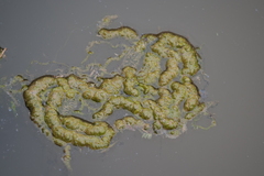 Nostocaceae