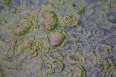Nostocaceae