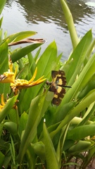 Rhyothemis variegata